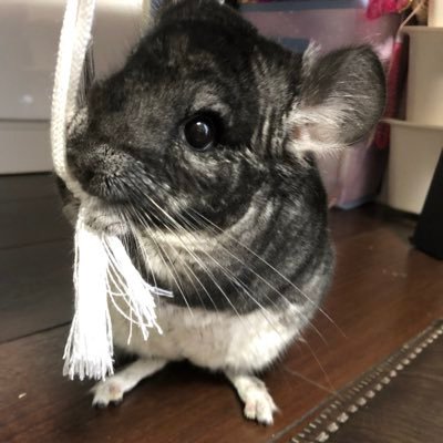 みらいのアイコン画像